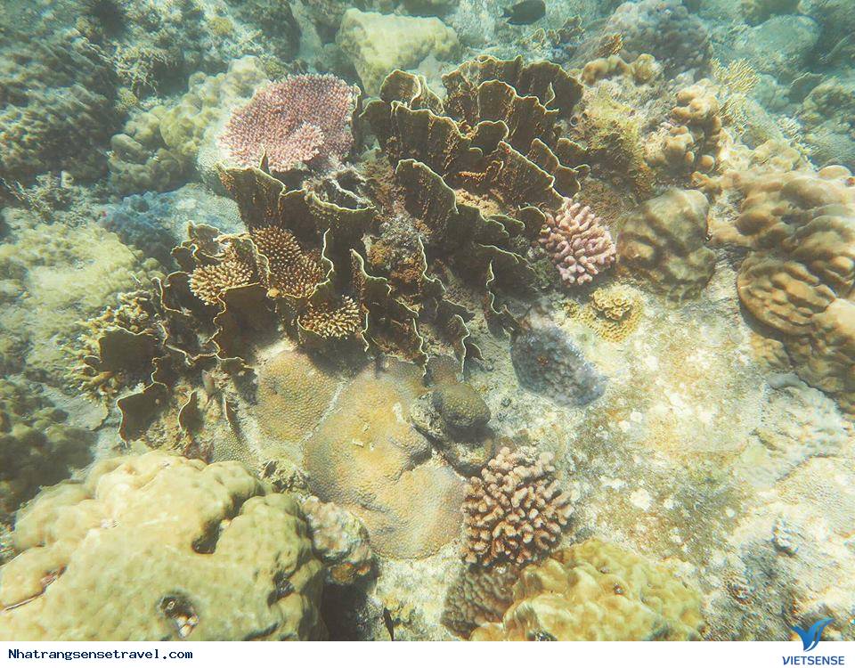 Thử Thách Bản Thân Với Trải Nghiệm Scuba Diving Ở Nha Trang - Ảnh 7 Thử Thách Bản Thân Với Trải Nghiệm Scuba Diving Ở Nha Trang - Ảnh 7