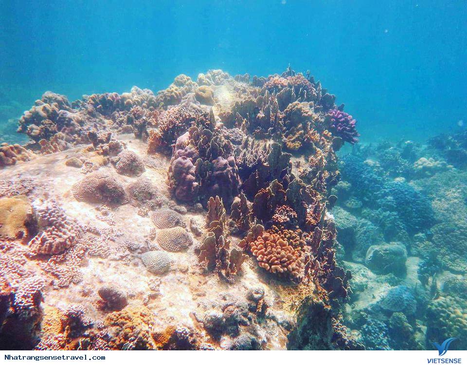 Thử Thách Bản Thân Với Trải Nghiệm Scuba Diving Ở Nha Trang - Ảnh 6 Thử Thách Bản Thân Với Trải Nghiệm Scuba Diving Ở Nha Trang - Ảnh 6