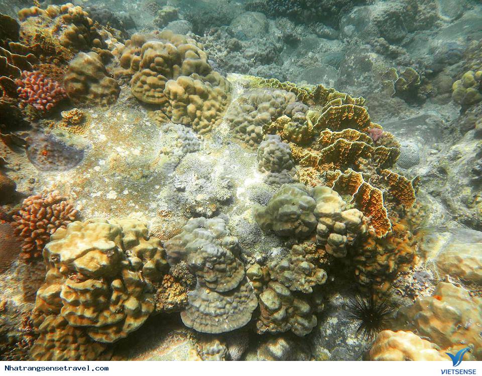 Thử Thách Bản Thân Với Trải Nghiệm Scuba Diving Ở Nha Trang - Ảnh 5 Thử Thách Bản Thân Với Trải Nghiệm Scuba Diving Ở Nha Trang - Ảnh 5