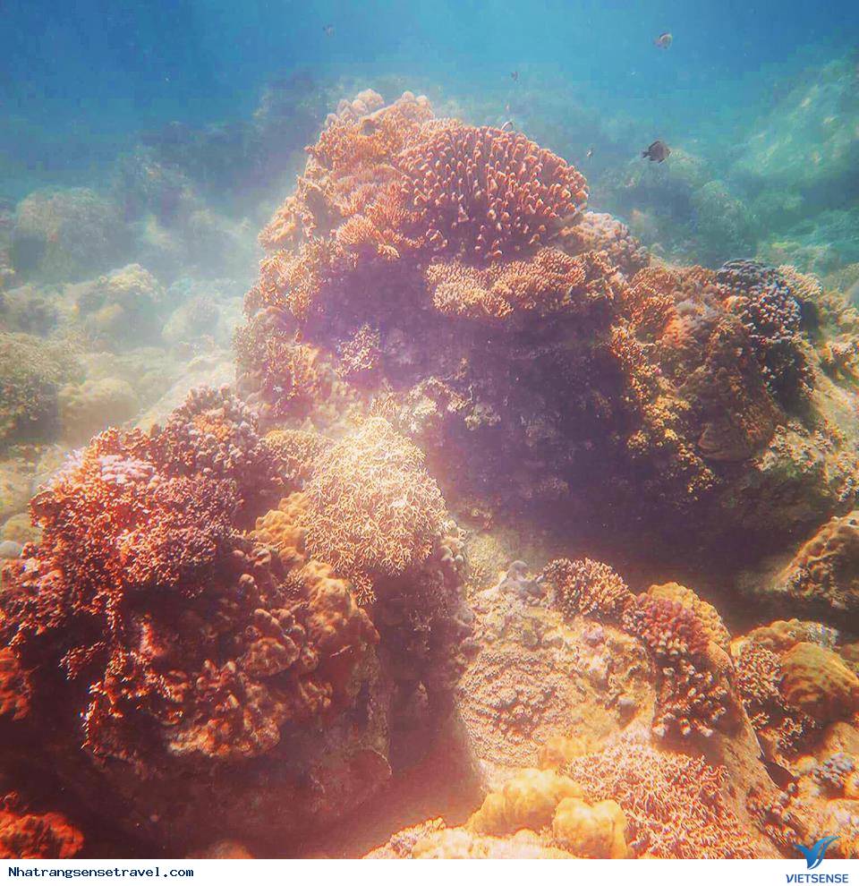 Thử Thách Bản Thân Với Trải Nghiệm Scuba Diving Ở Nha Trang - Ảnh 4 Thử Thách Bản Thân Với Trải Nghiệm Scuba Diving Ở Nha Trang - Ảnh 4