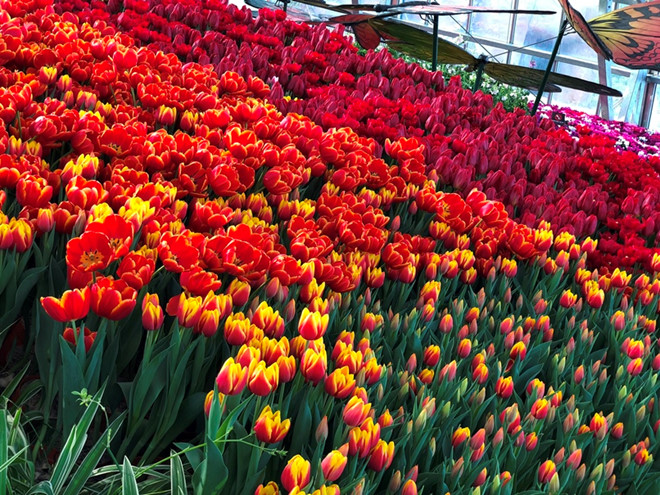 Muôn Hoa Khoe Sắc Đón Tết Trong Khu Vườn Rộng 35.000 m2 - Ảnh 1