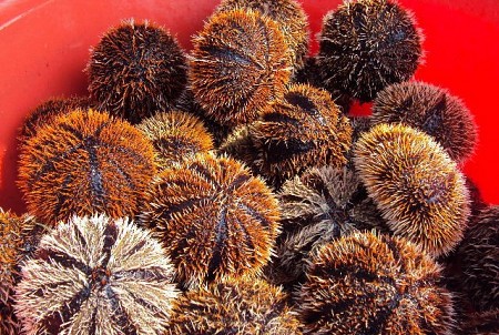 Chương trình Biển Hè - Hà Nội - Nha Trang - Địa Trung Hải - Hà Nội 3N2Đ