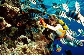 Hành Trình- Vinpearlland - Lặn Biển Nha Trang