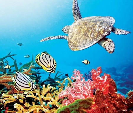 Những Điểm Đến Lặn Biển Ngắm San Hô Tuyệt Nhất Việt Nam Những Điểm Đến Lặn Biển Ngắm San Hô Tuyệt Nhất Việt Nam