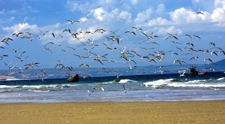 Rợp cánh hải âu trên biển trời Nha Trang