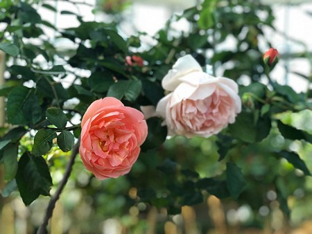 Say đắm hương sắc vườn hồng 999 đóa tại vườn yêu Vinpearl