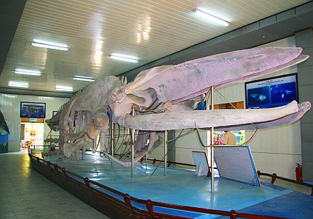 chương trình City Nha Trang 1 Ngày