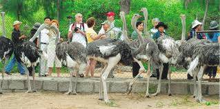 Chương Trình - Vịnh Nha Phu -  khu thăm quan Thác Yangbay