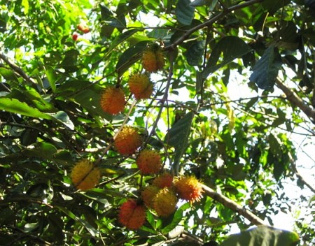 chương trình Tp.HCM - Nha Trang - Đà Lạt - HCM 5n4d Khởi Hành 2025 (VSNTDL. 03)