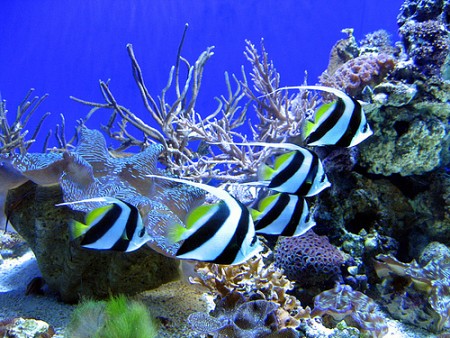 VNT 20. Hành Trình Thám Hiểm Đại Dương Tại Đảo Khỉ