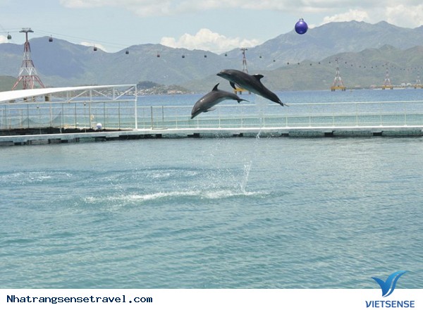 Trải nghiệm một ngày tại khu thăm quan Nha Trang - Ảnh 5 Trải nghiệm một ngày tại khu thăm quan Nha Trang - Ảnh 5