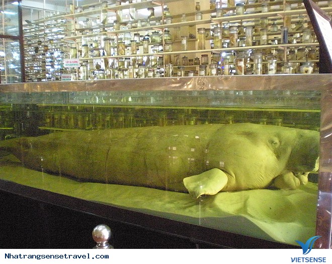 Viện Hải dương học