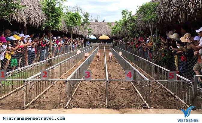 đua heo yangbay đua heo yang bay