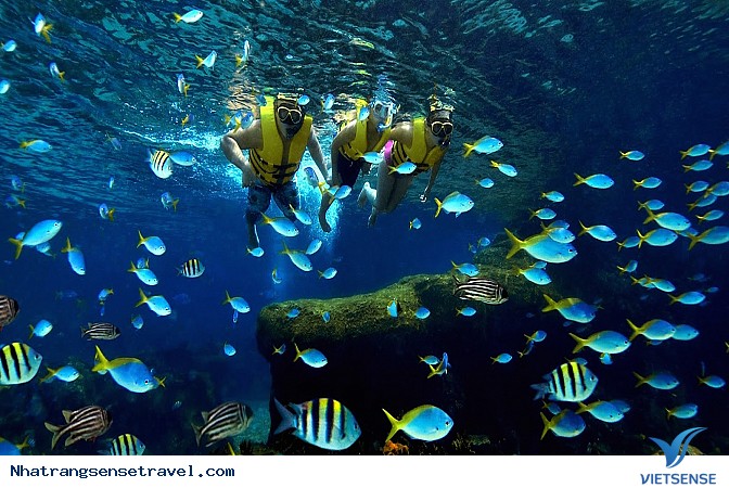 Thủy cung Vinpearl Land Nha Trang - Ảnh 1