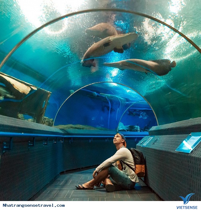 Thủy cung Vinpearl Land Nha Trang - Ảnh 2