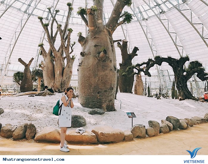 Công viên Nhật Bản phiên bản Nha Trang làm chao đảo giới trẻ - Ảnh 1