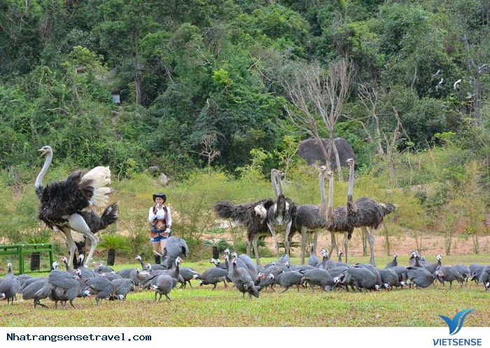 Xem biểu diễn xiếc chim - Ảnh 3