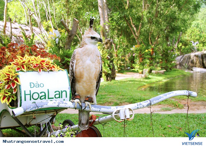 Xem biểu diễn xiếc chim - Ảnh 1