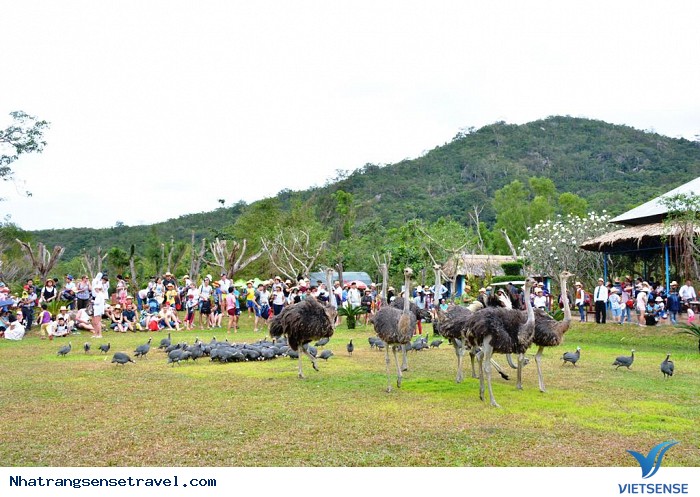 Xem biểu diễn xiếc chim - Ảnh 2