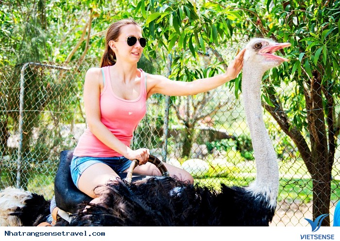 Cưỡi đà điểu