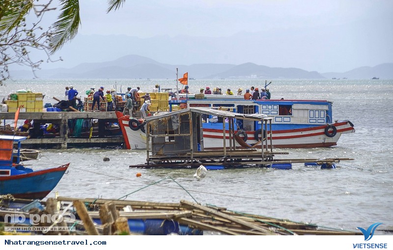 Khám Phá Những Làng Chài Bình Yên Khi Đến Với Nha Trang - Ảnh 4 Khám Phá Những Làng Chài Bình Yên Khi Đến Với Nha Trang - Ảnh 4