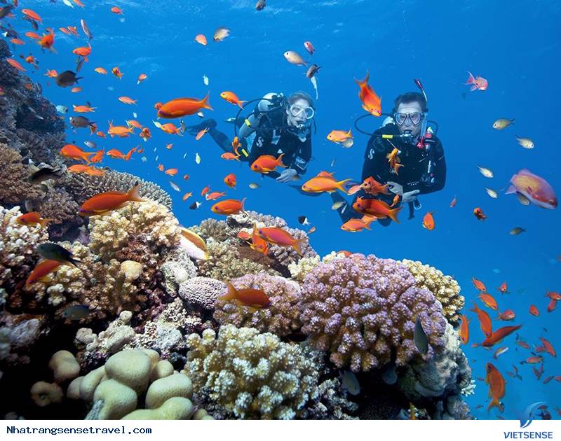1. Đi lặn biển ngắm san hô - Ảnh 1