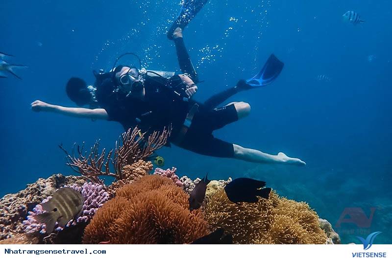 1. Đi lặn biển ngắm san hô - Ảnh 2