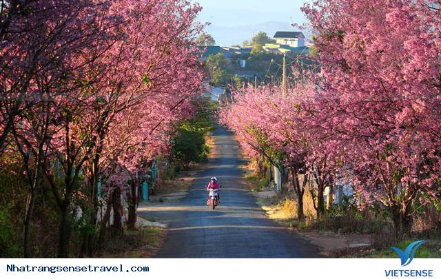 Dạo bước trên những con đường hoa tuyệt đẹp ở Đà Lạt mộng mơ