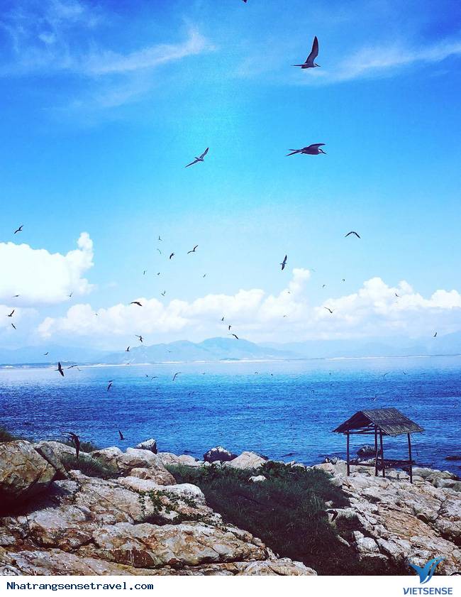 Đảo Yến - Ảnh 3 Đảo Yến - Ảnh 3