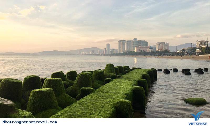 Bãi rêu Nha Trang - Ảnh 2