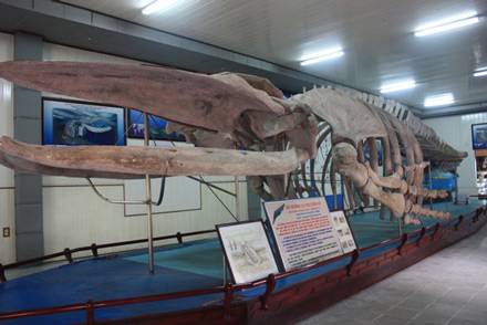 Bảo Tàng Hải Dương Nha Trang Lọt Vào Top 10 Bảo Tàng Việt Nam - Ảnh 2