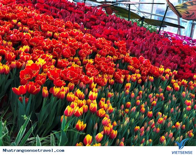 các địa điểm ngắm hoa - Ảnh 7 các địa điểm ngắm hoa - Ảnh 7