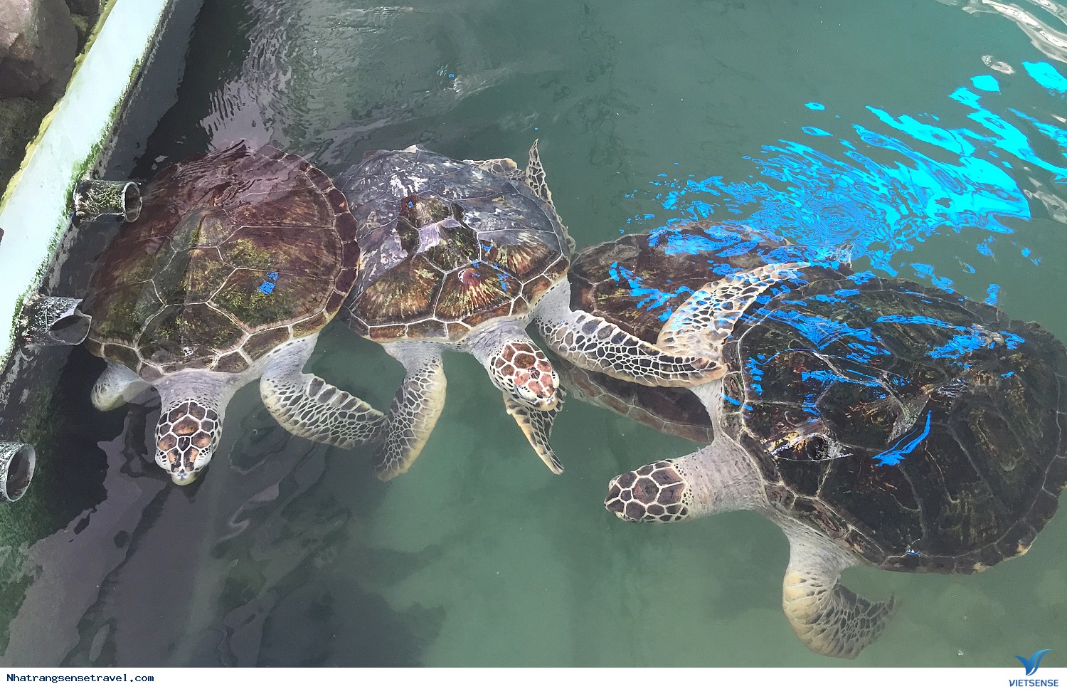 Các thông tin về vé, thời gian mở cửa và phương thức di chuyển đến Bảo tàng Hải dương học Việt Nam