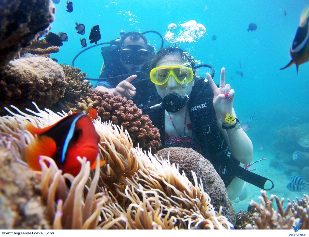 Cách Di Chuyển Đến Vịnh San Hô Nha Trang? Cách Di Chuyển Đến Vịnh San Hô Nha Trang?