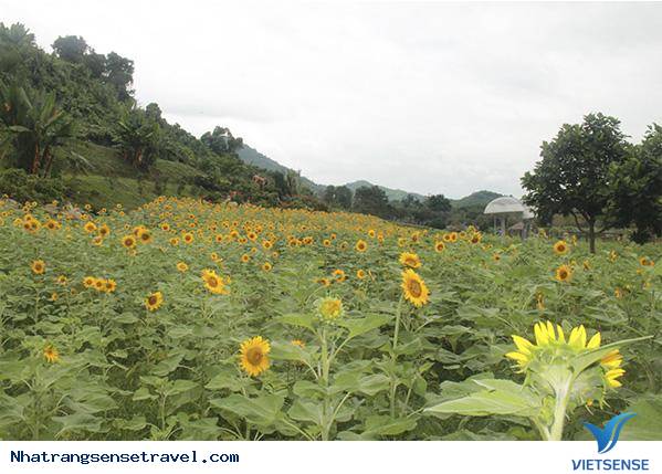 Chiêm Ngưỡng Vườn Hướng Dương Yangbay Khoe Sắc Những Ngày Hè - Ảnh 4