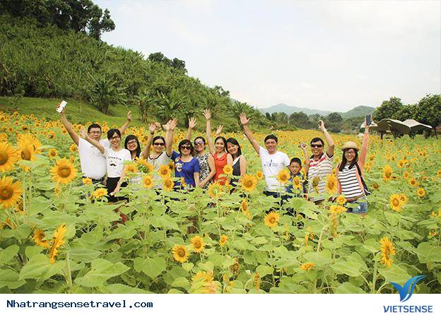 Chiêm Ngưỡng Vườn Hướng Dương Yangbay Khoe Sắc Những Ngày Hè - Ảnh 6