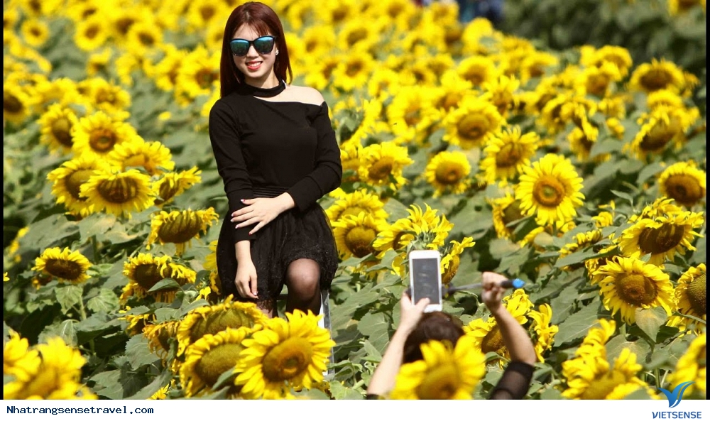 Chiêm Ngưỡng Vườn Hướng Dương Yangbay Khoe Sắc Những Ngày Hè - Ảnh 2