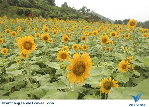 Chiêm Ngưỡng Vườn Hướng Dương Yangbay Khoe Sắc Những Ngày Hè - Ảnh 5