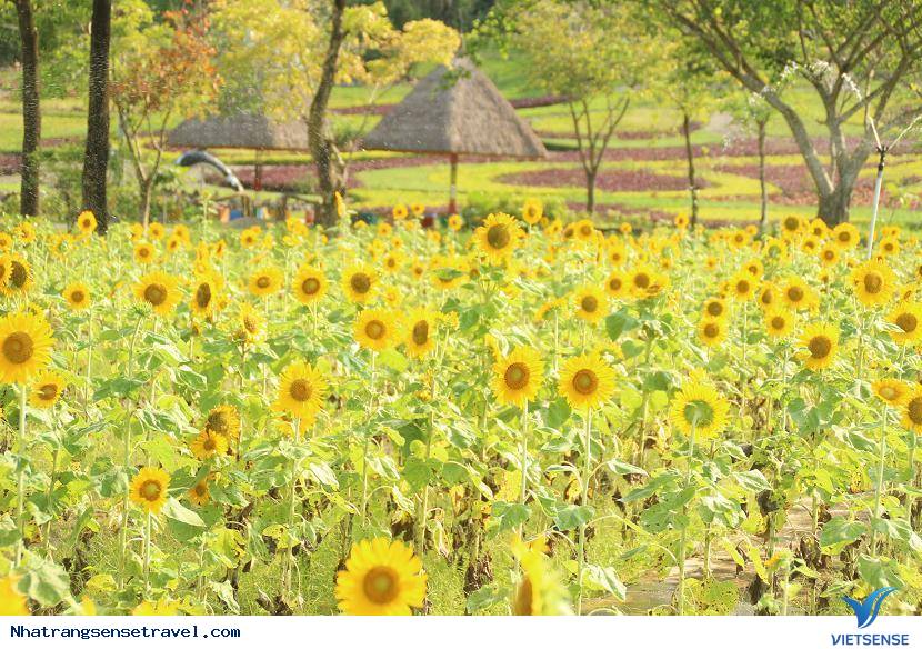 Chiêm Ngưỡng Vườn Hướng Dương Yangbay Khoe Sắc Những Ngày Hè - Ảnh 1