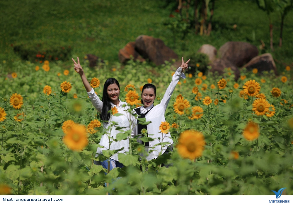 Chiêm Ngưỡng Vườn Hướng Dương Yangbay Khoe Sắc Những Ngày Hè - Ảnh 3