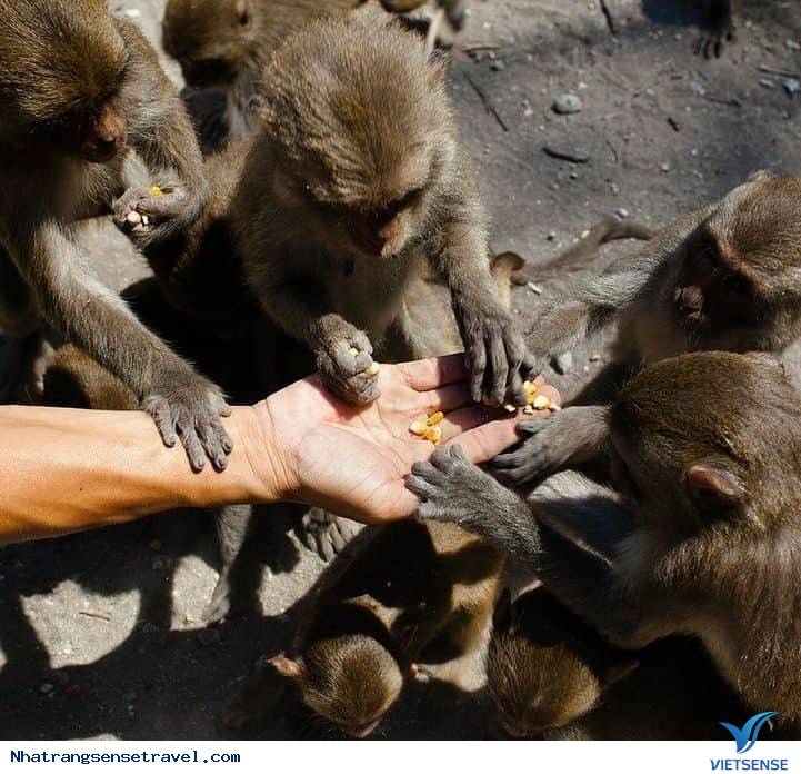 Chơi gì ở Nha Trang? - Phần 1 - Ảnh 2