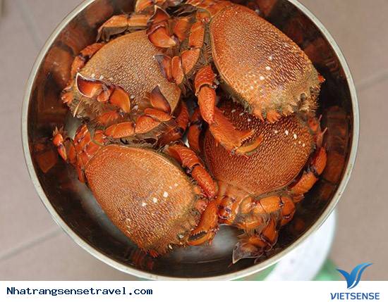 Cua Huỳnh Đế - Ảnh 3