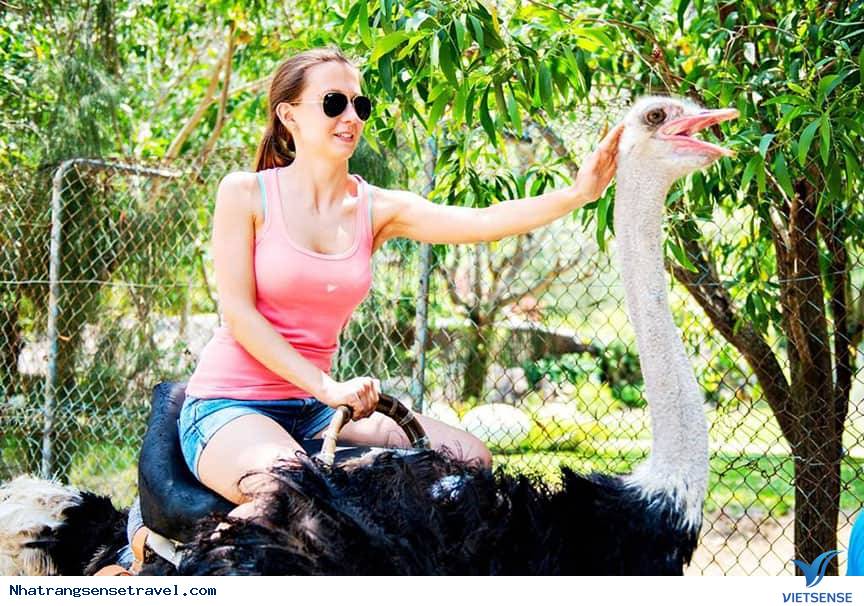 Cưỡi Đà Điểu