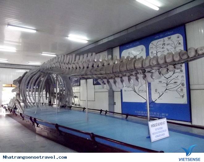 Đã hành trình Đến Nha Trang – Đừng Bảo Giờ Bỏ Qua 10 Trải Nghiệm Này - Ảnh 9 Đã hành trình Đến Nha Trang – Đừng Bảo Giờ Bỏ Qua 10 Trải Nghiệm Này - Ảnh 9