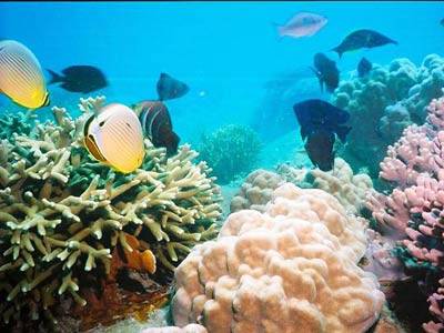 Danh thắng quốc gia ở Khánh Hòa-Vịnh Nha Trang - Ảnh 1 Danh thắng quốc gia ở Khánh Hòa-Vịnh Nha Trang - Ảnh 1