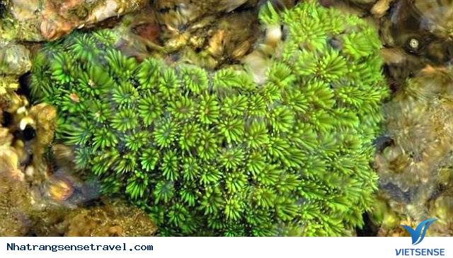 Đảo Hòn Lớn Nha Trang - Ảnh 3