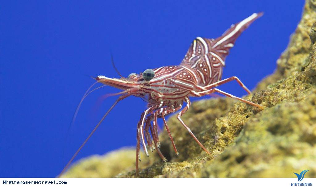 Đến Bảo tàng Hải dương học xem gì? - Ảnh 3 Đến Bảo tàng Hải dương học xem gì? - Ảnh 3