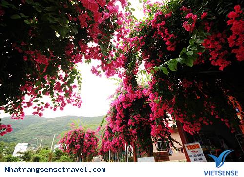 Cách di chuyển đến với con đường hoa Bạch Thái Bưởi - Ảnh 2 Cách di chuyển đến với con đường hoa Bạch Thái Bưởi - Ảnh 2