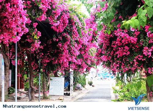 Giới thiệu chung về con đường hoa lãng mạn - Ảnh 1 Giới thiệu chung về con đường hoa lãng mạn - Ảnh 1