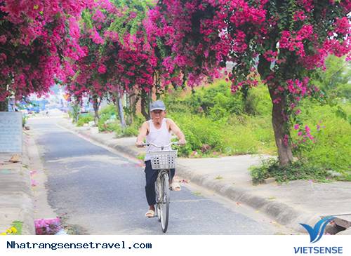 Giới thiệu chung về con đường hoa lãng mạn - Ảnh 3 Giới thiệu chung về con đường hoa lãng mạn - Ảnh 3